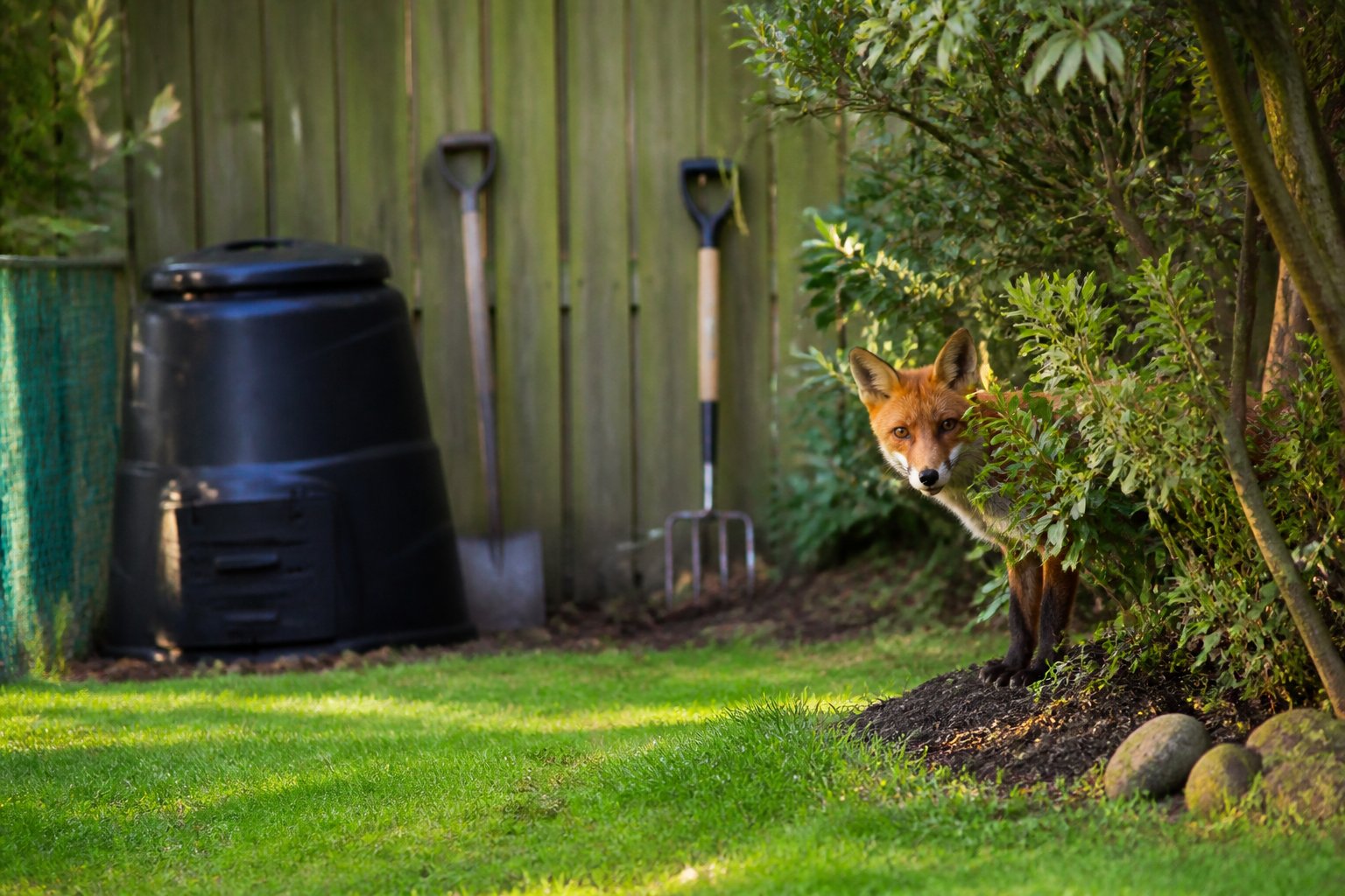 A red fox cautiously peeking from behind a shrub in a suburban backyard with grass, bushes, and a wooden fence.