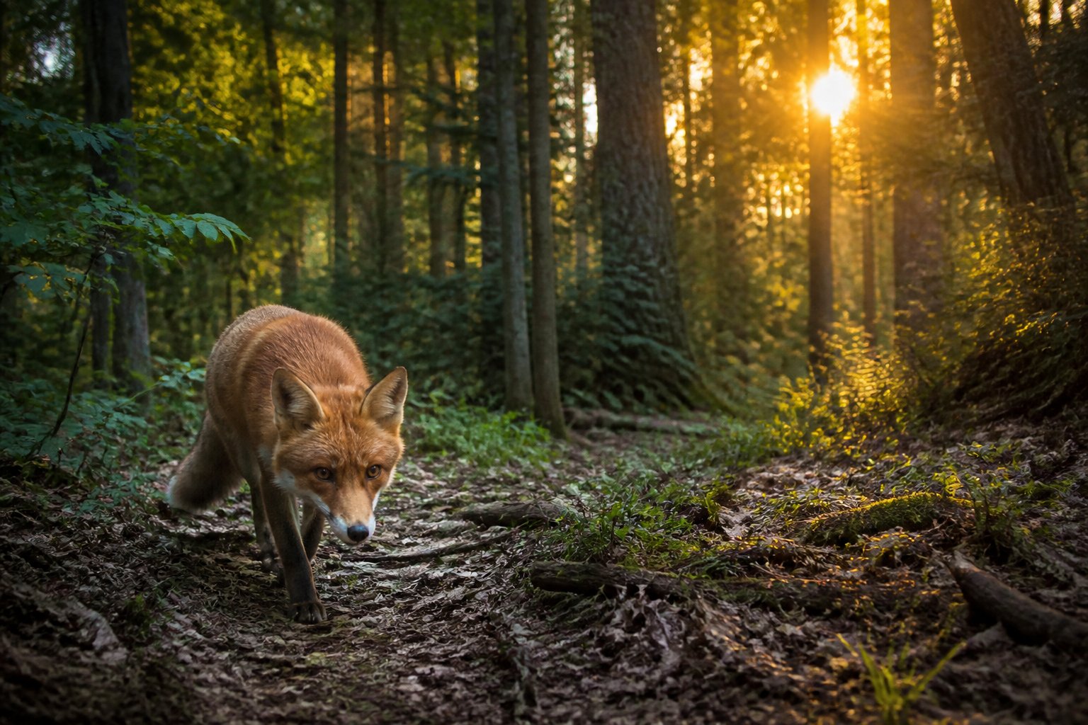 A red fox cautiously approaching a small clearing in a dense forest at dawn.