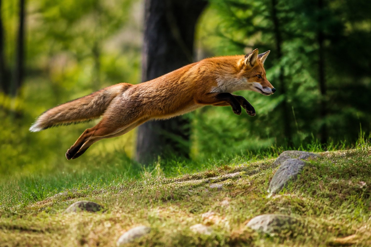 A red fox jumping across a forest clearing with trees and grass in the background.