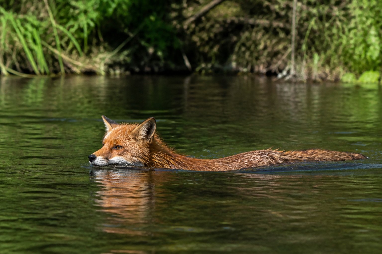 A red fox swimming across a clear river surrounded by green vegetation.