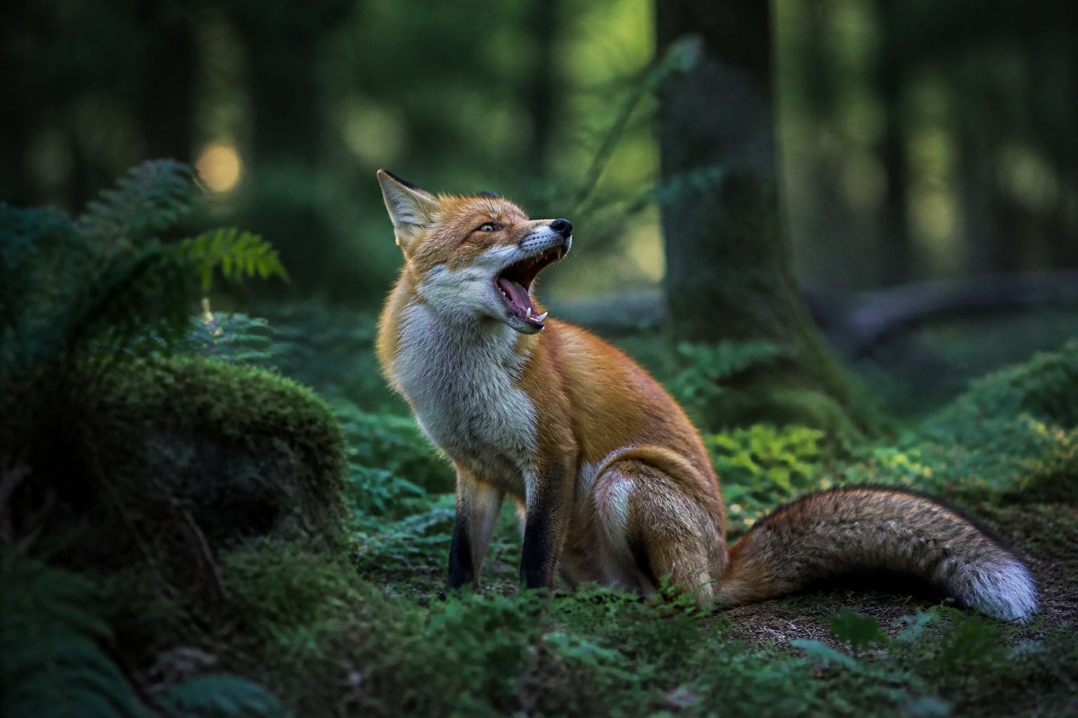 A red fox in a forest with its mouth open as if making a loud call during twilight.