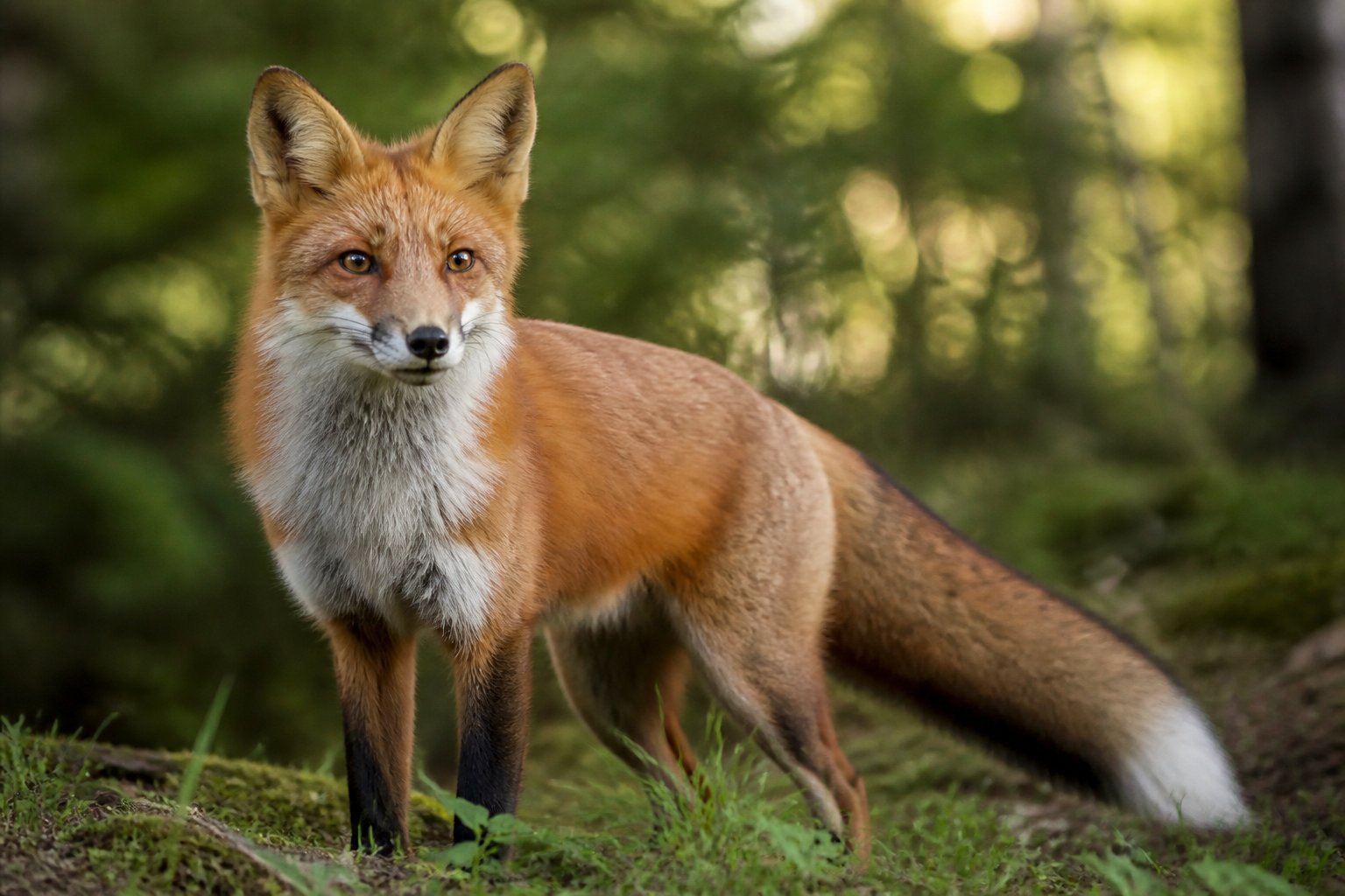A red fox in a forest with ears perked up, attentively listening.