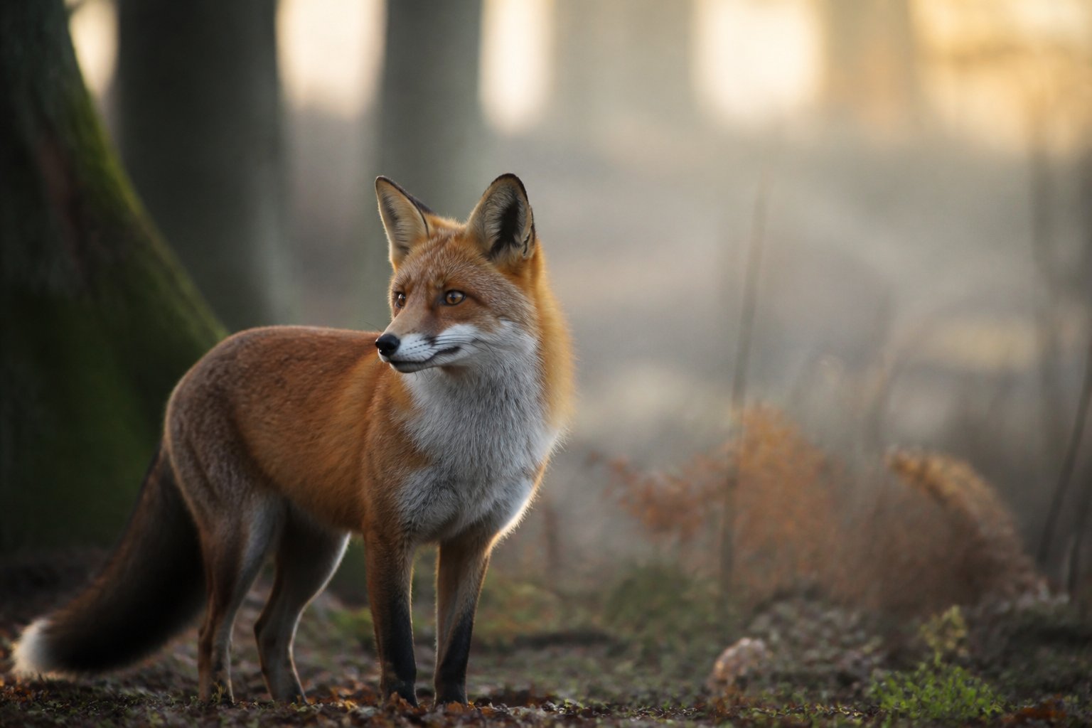 A red fox in a forest, standing alert with ears perked up, surrounded by trees and soft morning light.