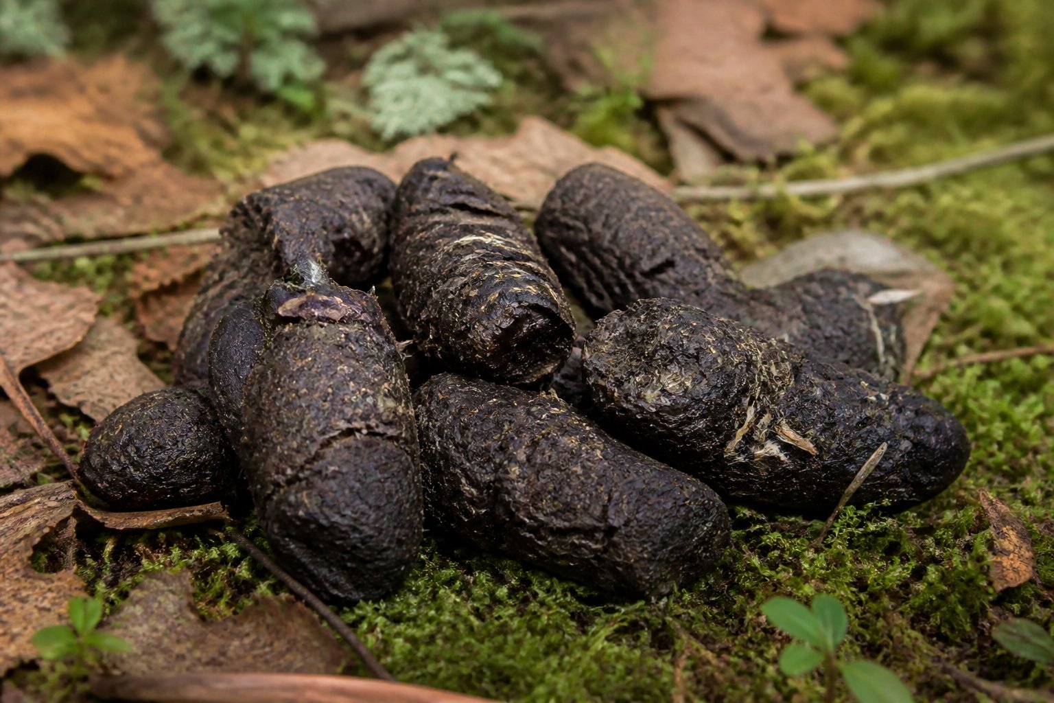 How Does Fox Poop Look Like? Identification Guide How Does Fox Poop Look Like? Identification Guide