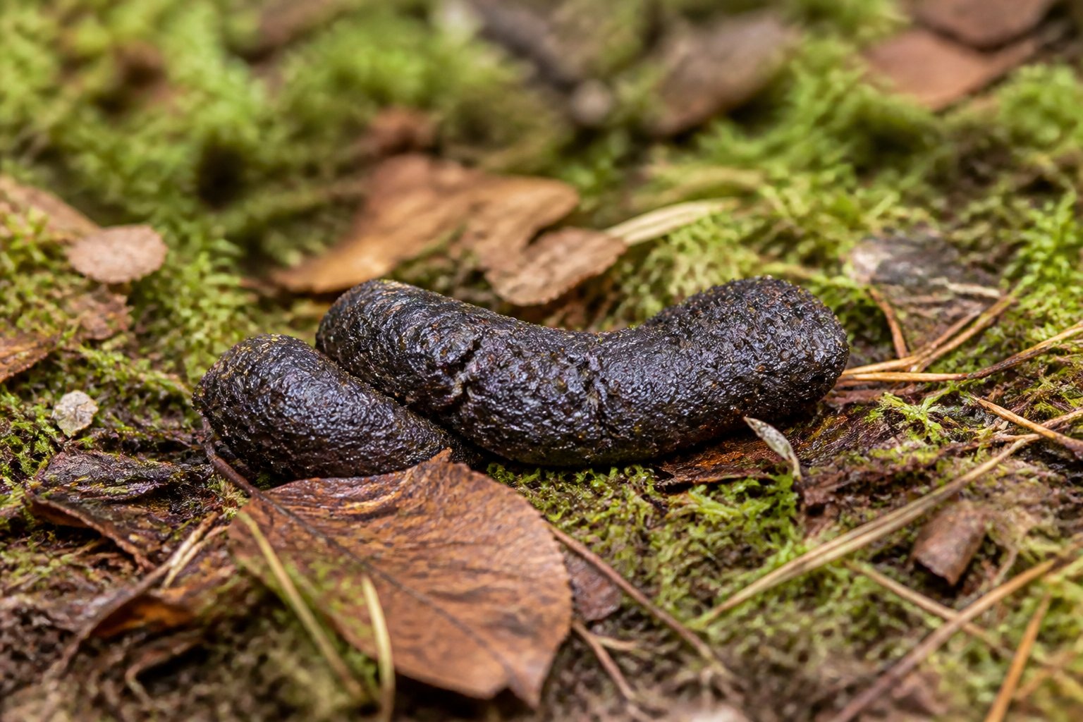 Close-up of fox scat on a forest floor with leaves and moss around it.
