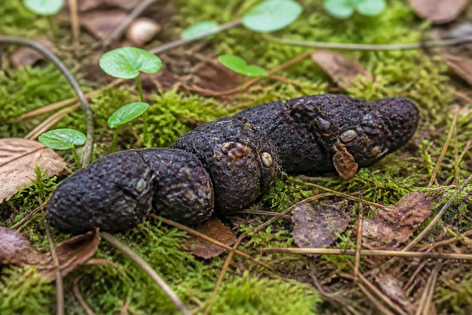 A close-up view of fox scat on a forest floor covered with moss and leaves.