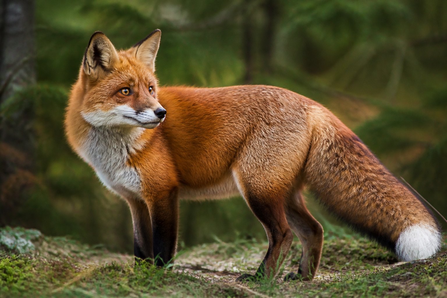 A red fox standing alert in a forest with green foliage, showing its bright eyes, pointed ears, and bushy tail.