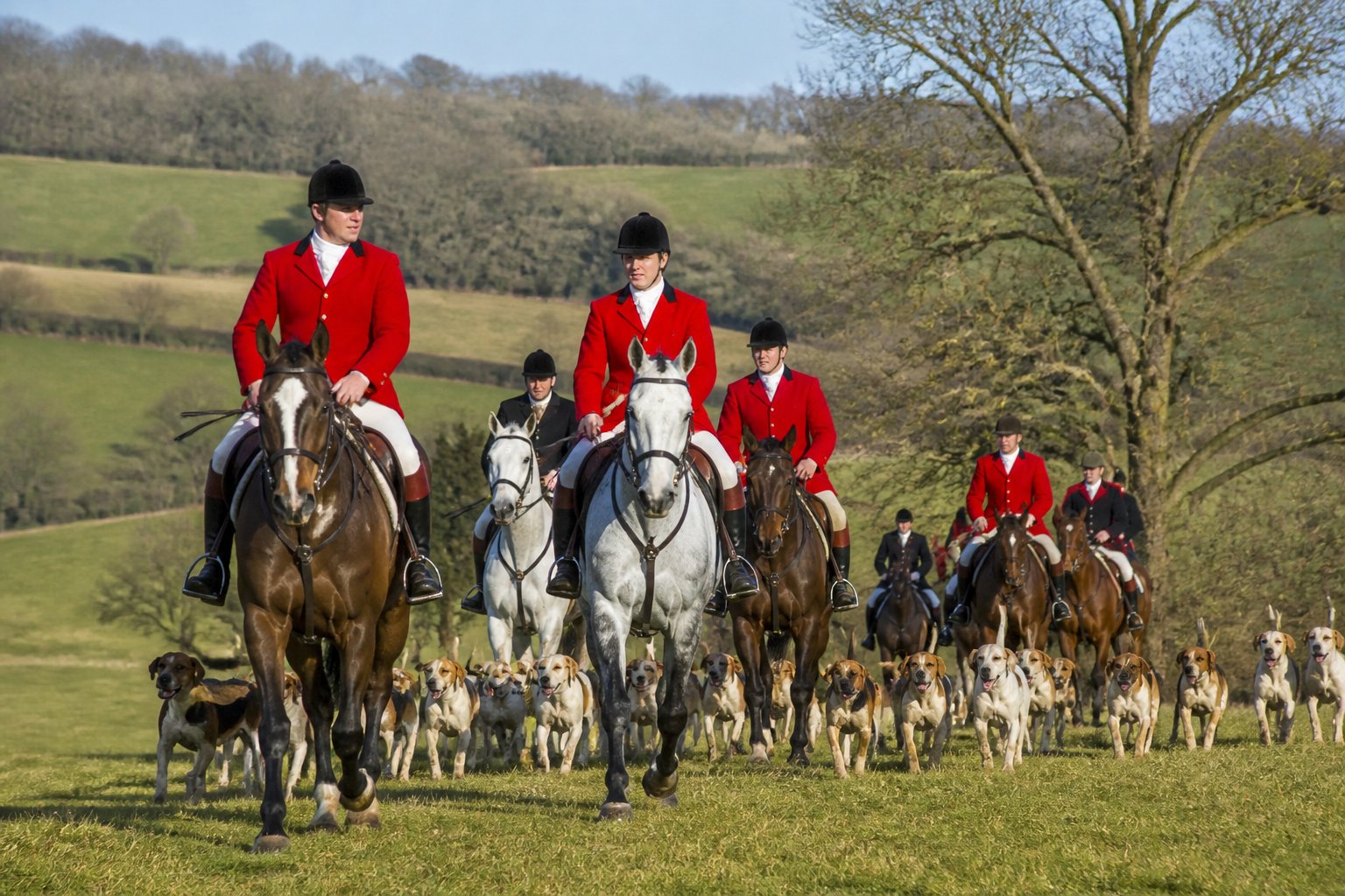 Riders in traditional fox hunting attire on horseback with hounds running alongside in a green countryside landscape.