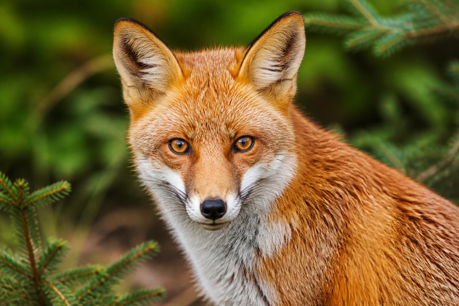 A close-up of a fox looking directly at the camera in a forest.