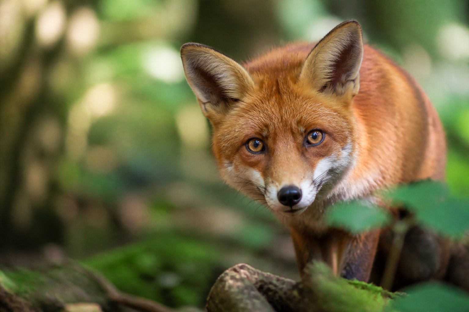 A red fox looking directly at the camera in a forest with green foliage in the background.