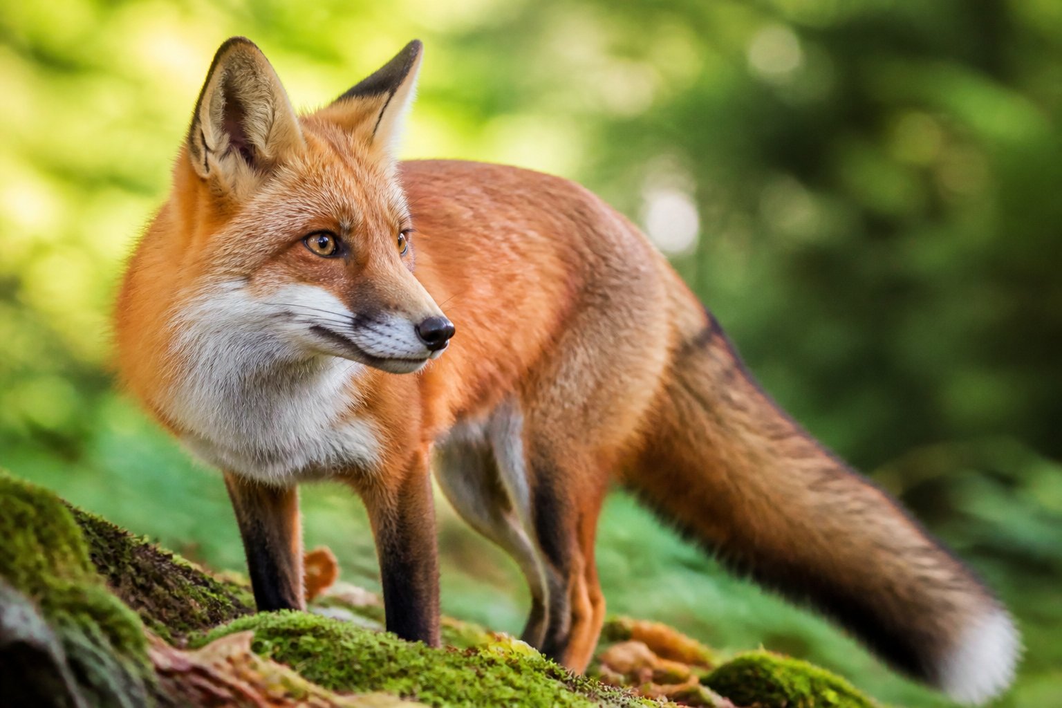A red fox standing alert in a forest with green foliage and sunlight filtering through the trees.