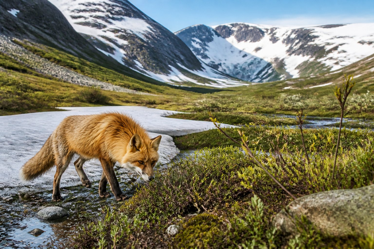 A red fox exploring a green valley with melting ice and new plants after glaciers have retreated.