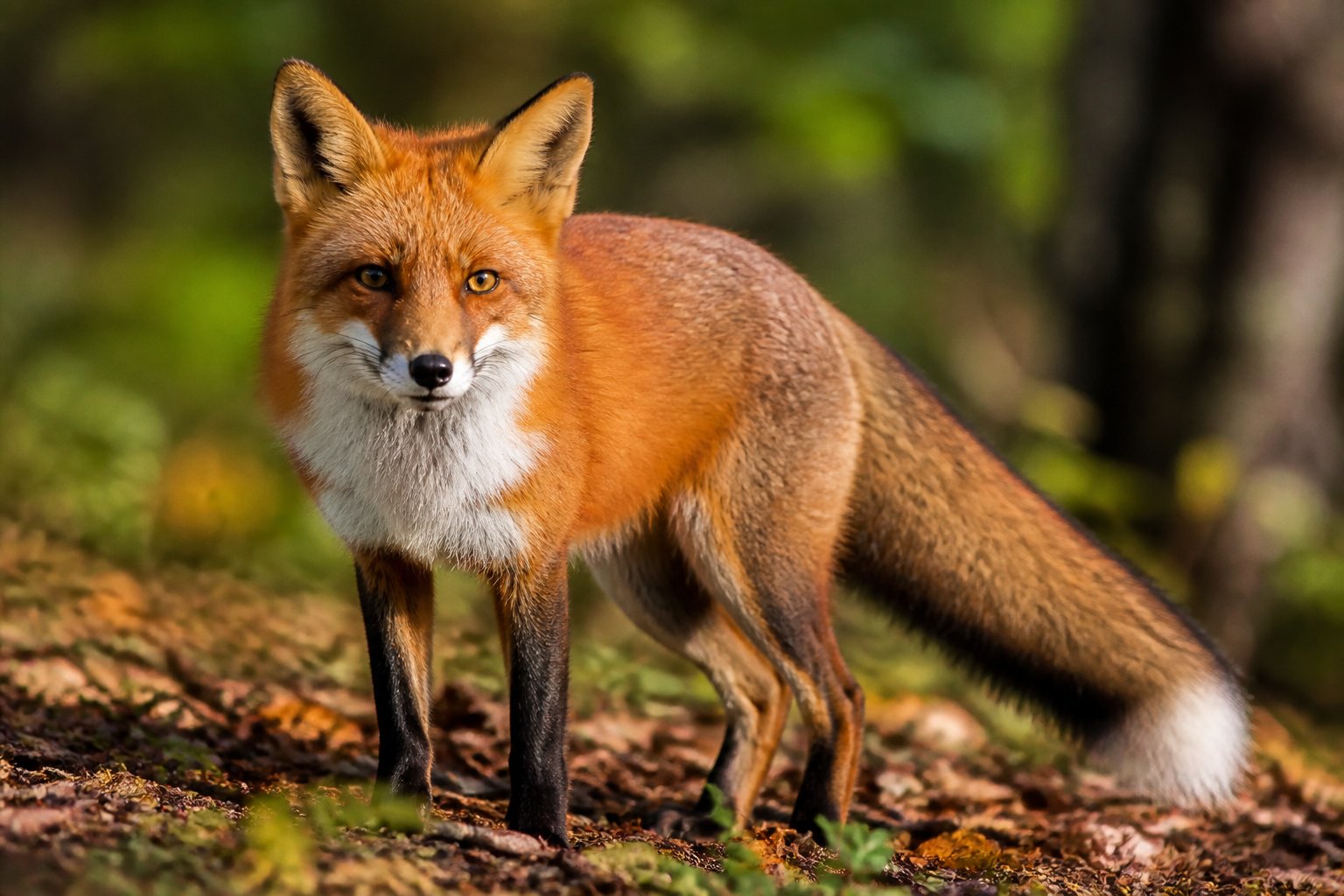 A red fox standing on a forest floor surrounded by trees and leaves, looking alert and attentive.