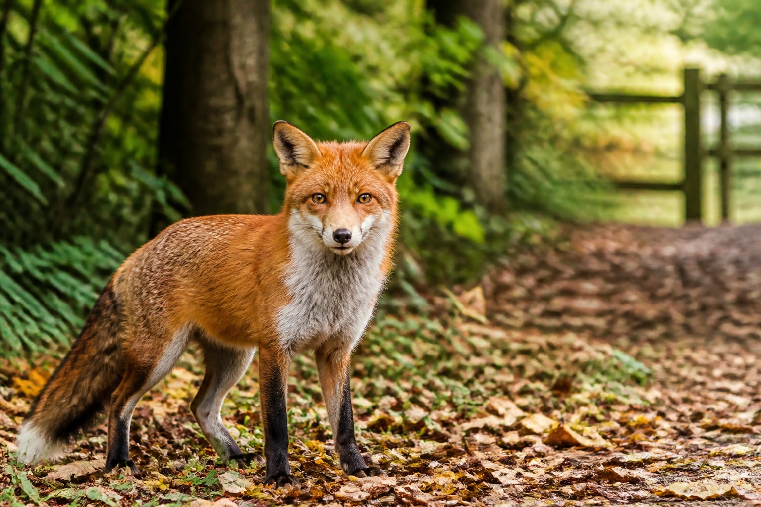 A red fox standing alert on a forest floor with trees and shrubs in the background.