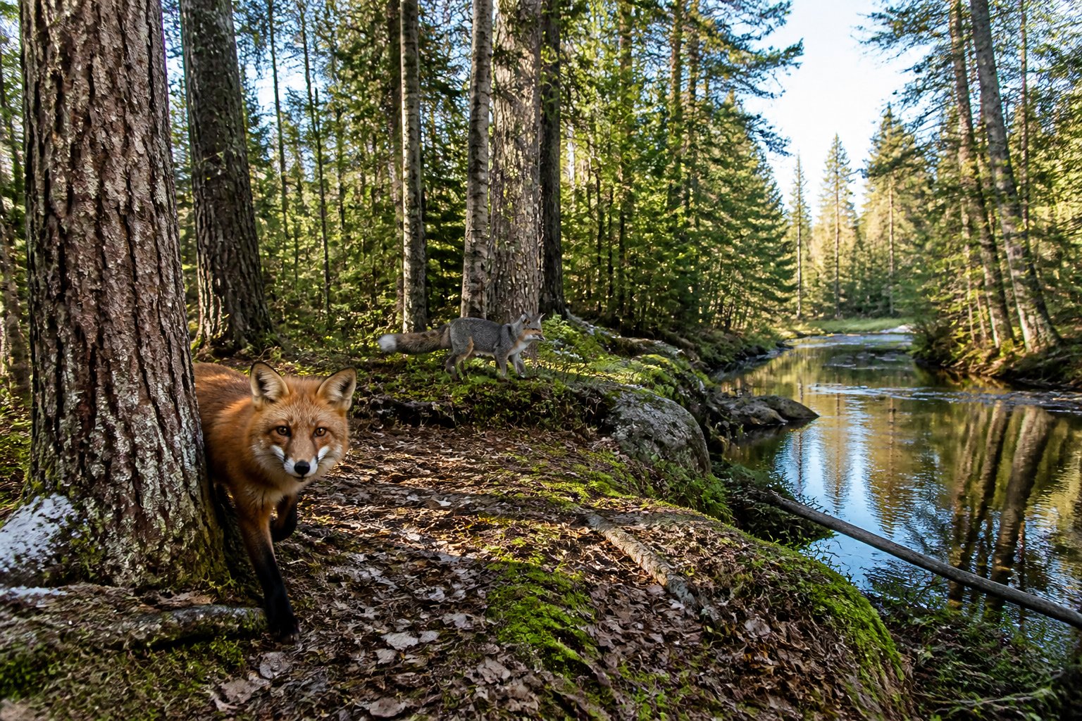 A red fox and a gray fox in a North American forest near a stream with trees and moss-covered ground.