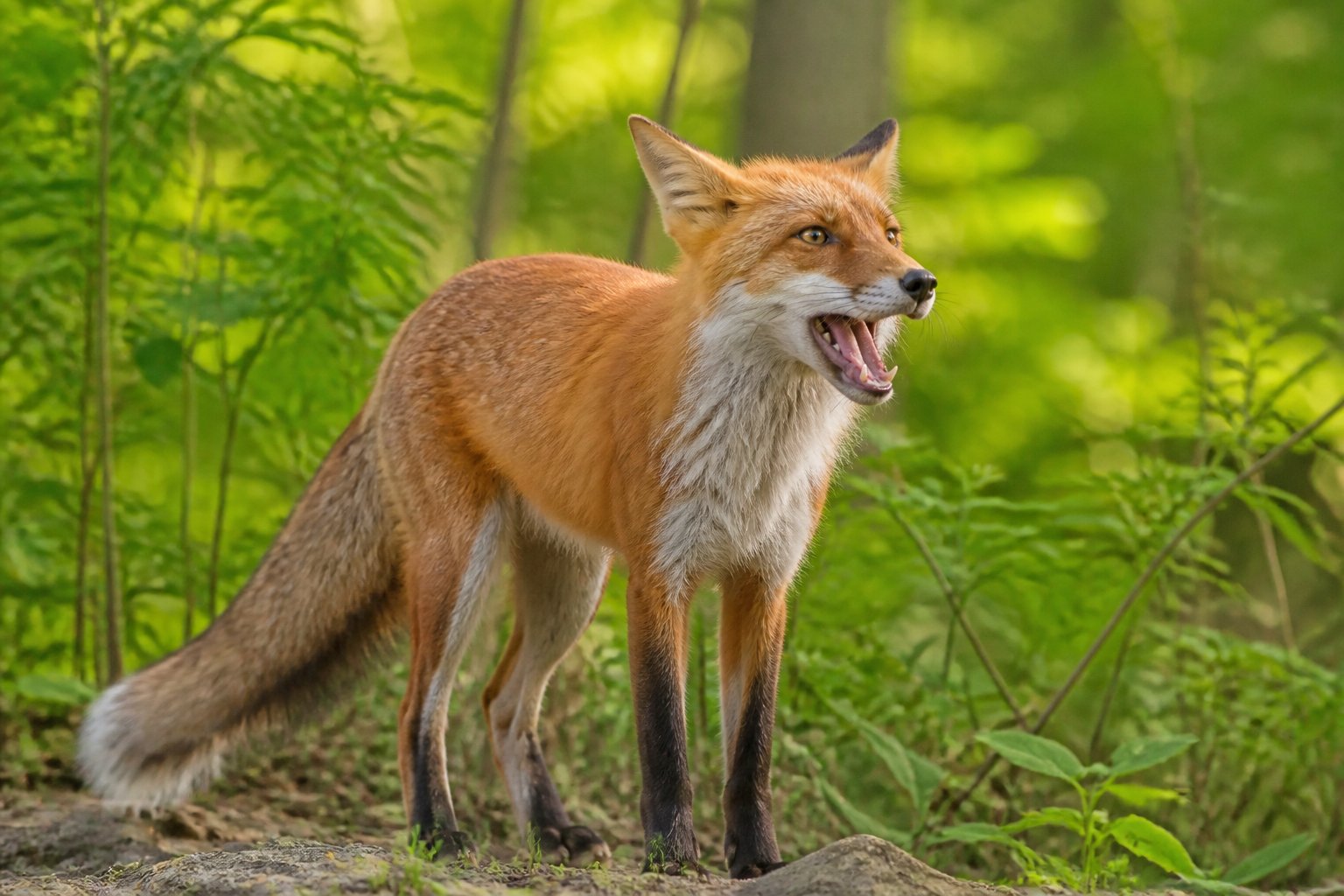 A red fox in a forest with its mouth open as if making a sound.