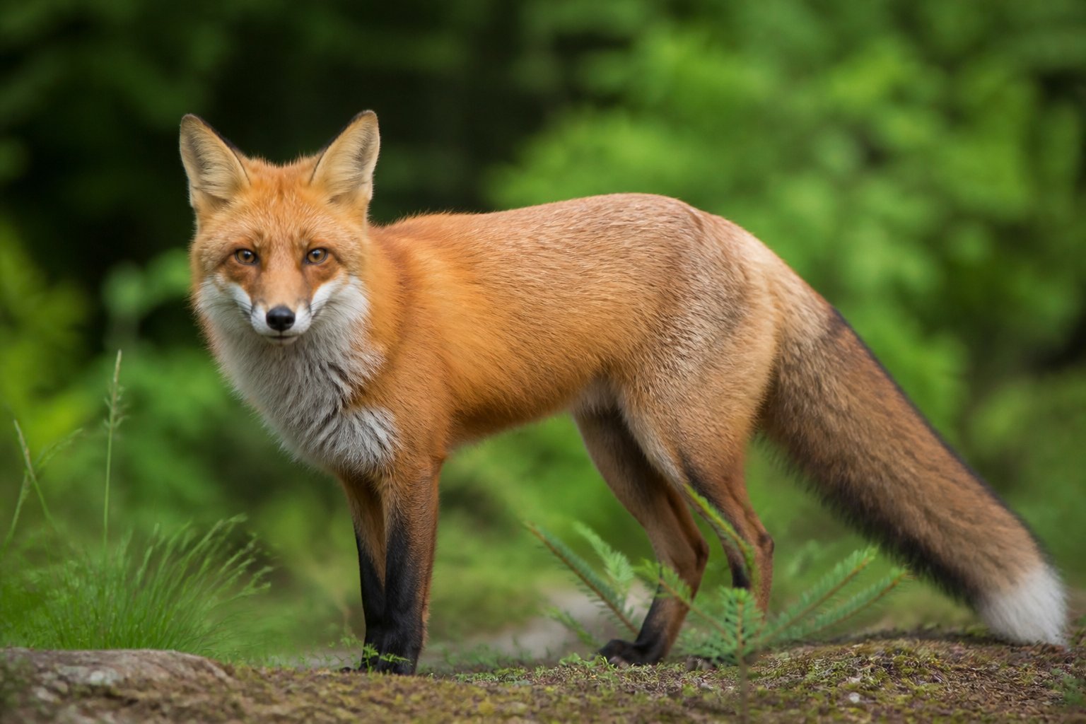 A red fox standing alert in a green forest, looking directly at the camera.