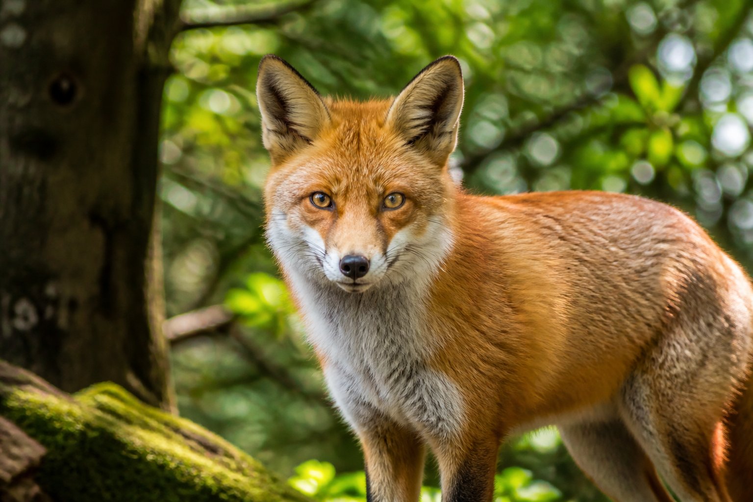 A red fox standing alert in a green forest with sunlight filtering through the trees.