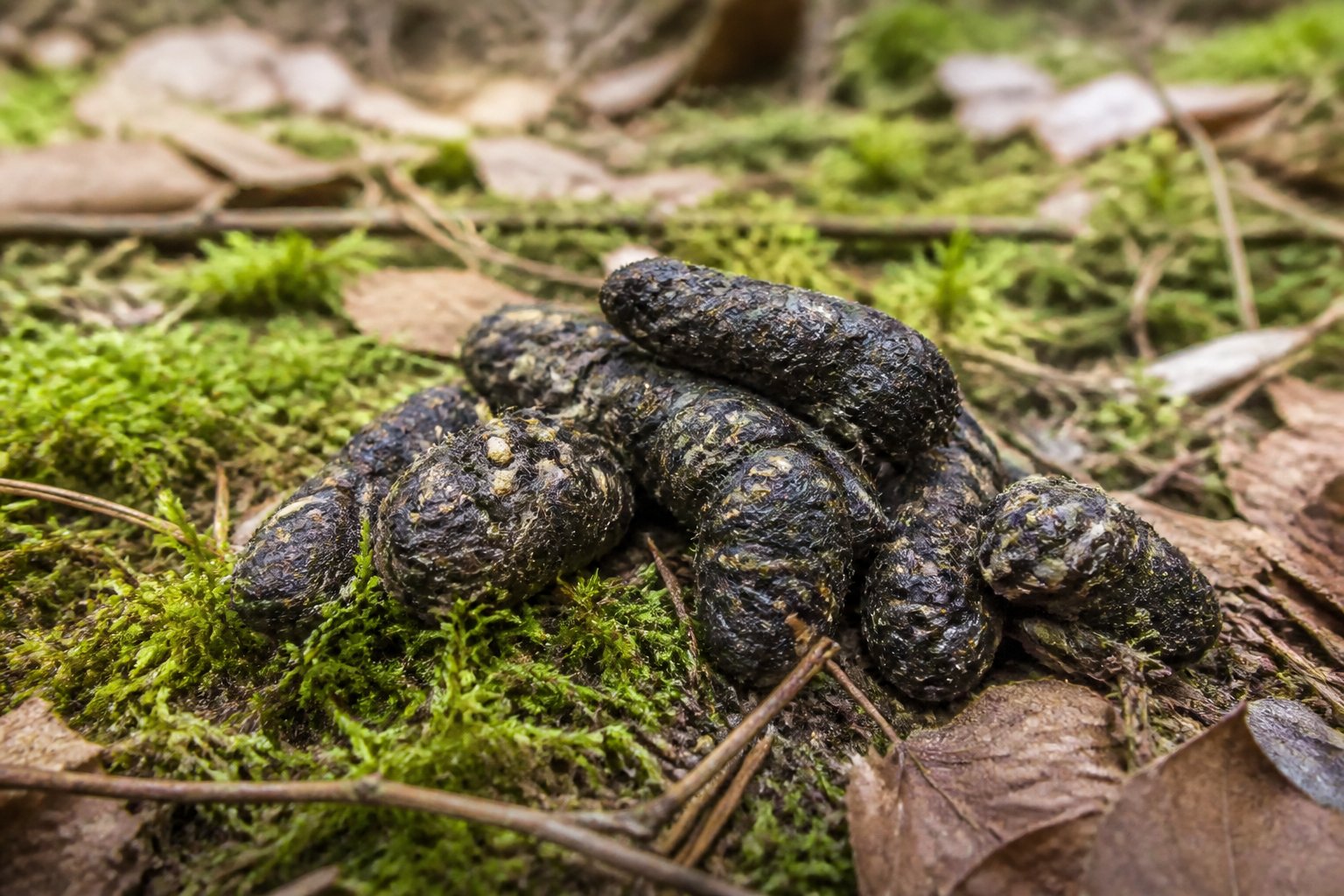 Close-up of fox scat on a forest floor with moss, leaves, and twigs around it.