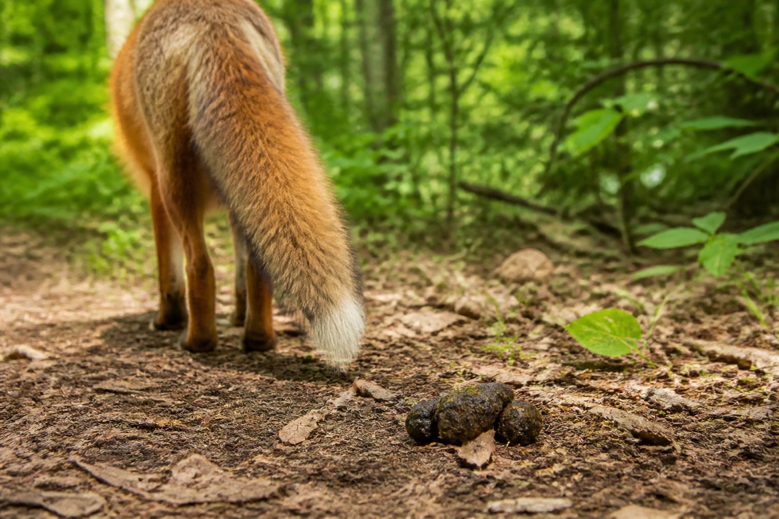Close-up of a fox in a forest with fox scat visible on the ground nearby.