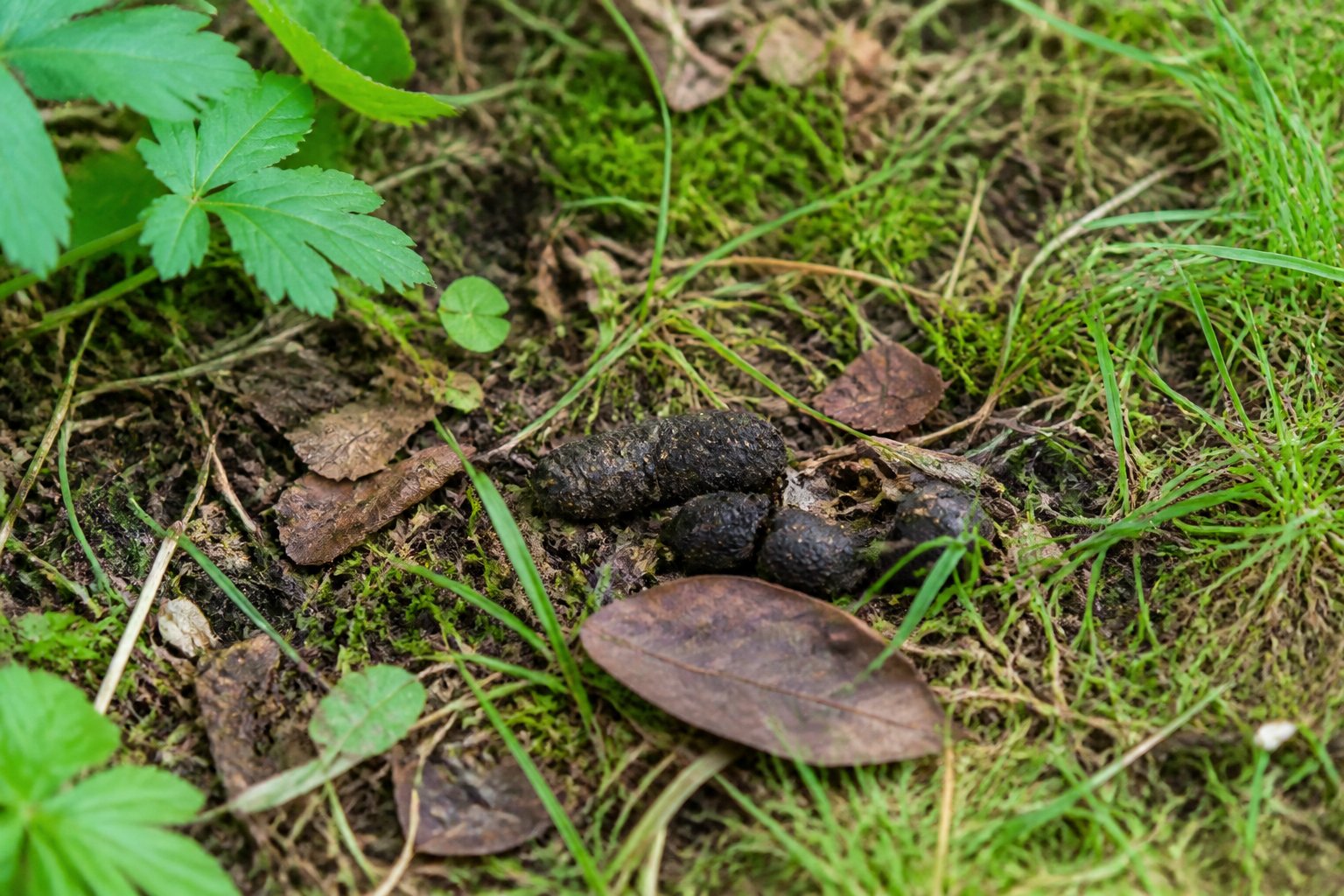 Close-up of a garden ground with grass, soil, leaves, and small twigs showing signs of fox droppings.