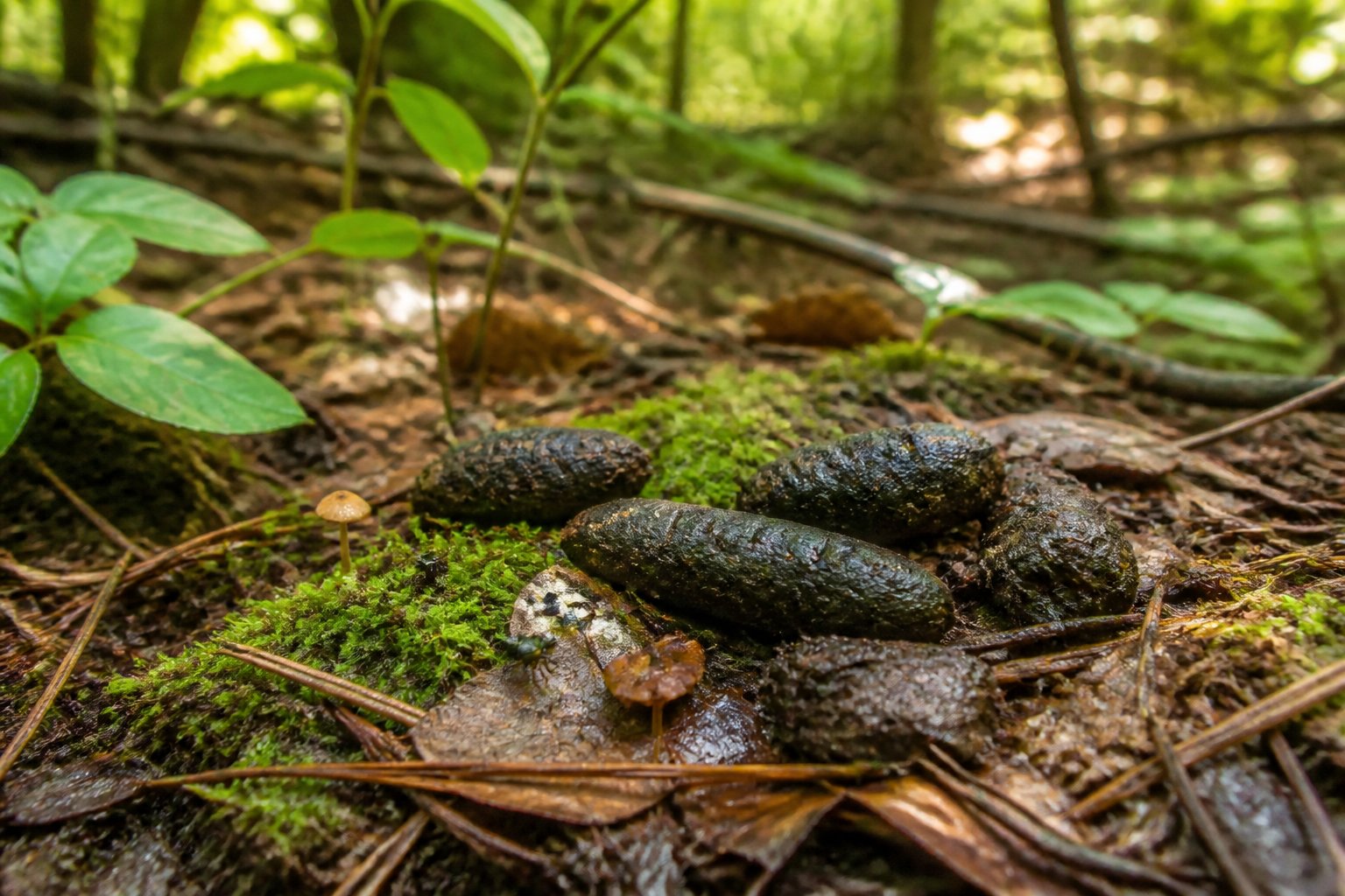 Close-up of fox droppings on a forest floor surrounded by leaves, moss, and small plants.