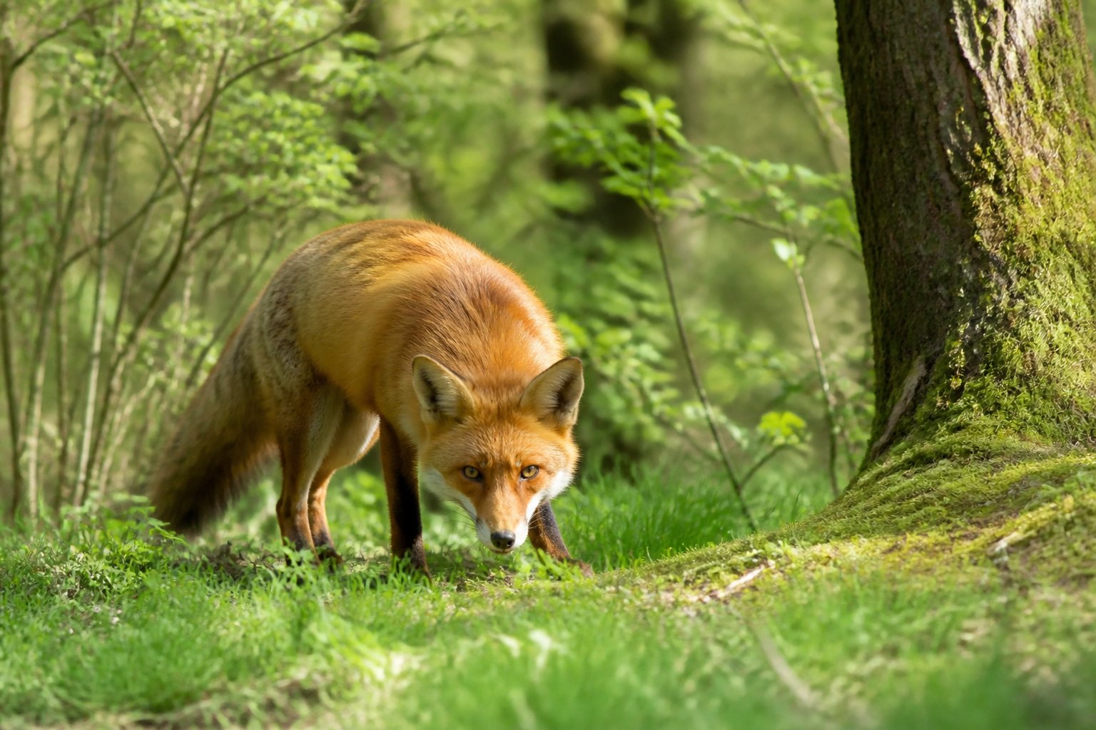 A red fox standing alert in a green forest clearing with fresh spring foliage and sunlight filtering through the trees.