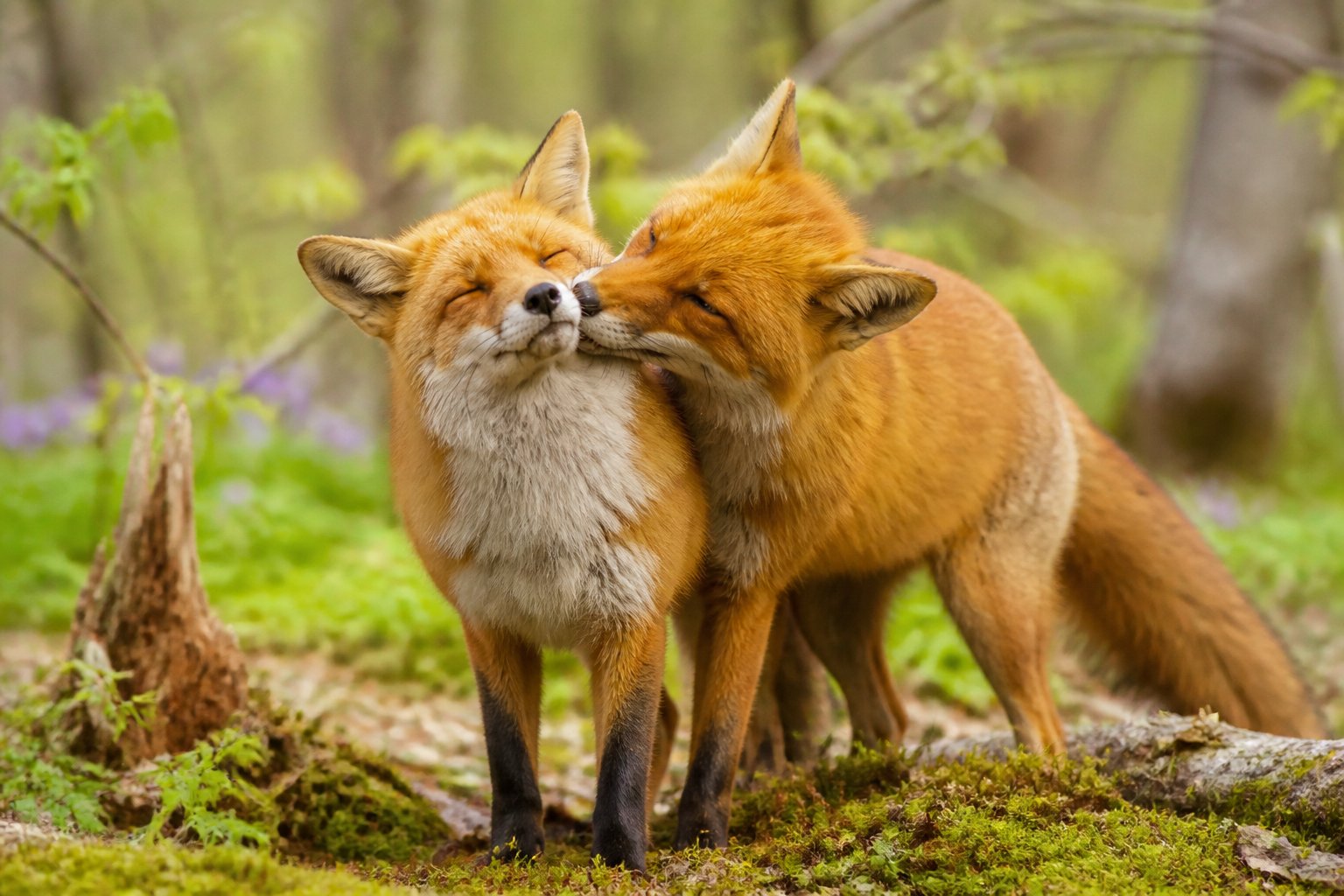 Two red foxes nuzzling each other closely in a sunlit forest during early spring.
