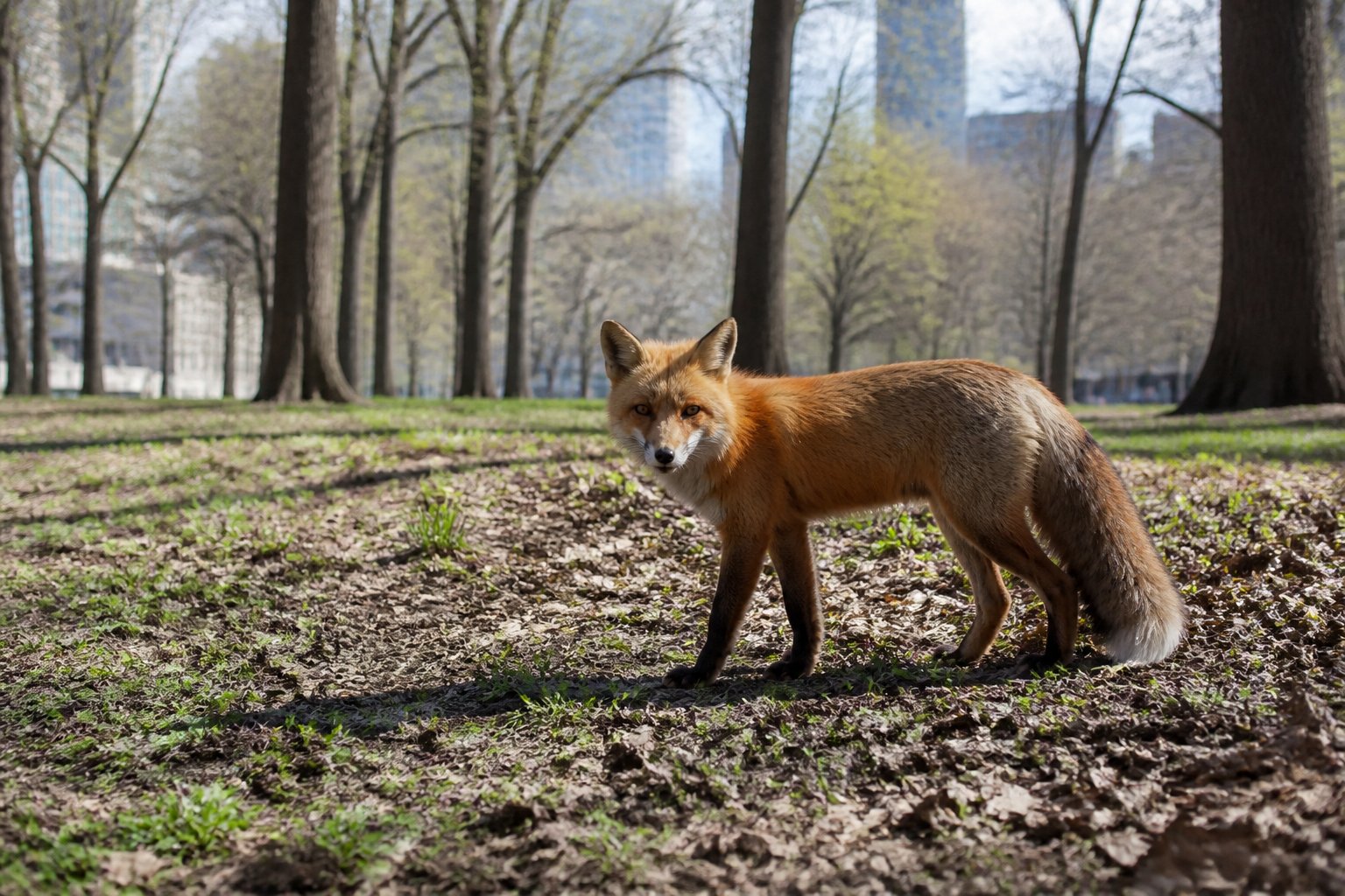 A red fox standing alert in a city park with budding trees and buildings in the background during early spring.