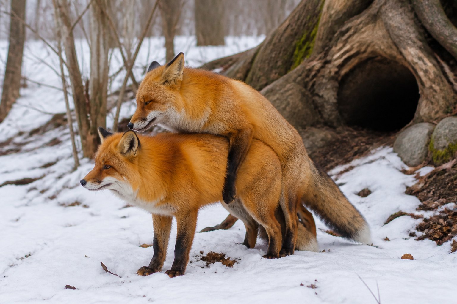 Two red foxes in a snowy forest near a den, showing natural interaction during late winter.
