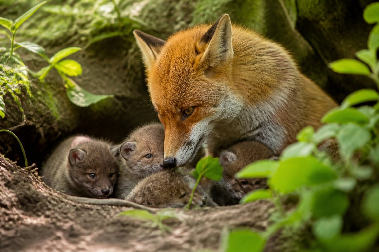 A mother fox caring for her newborn kits in a forest den surrounded by green plants.