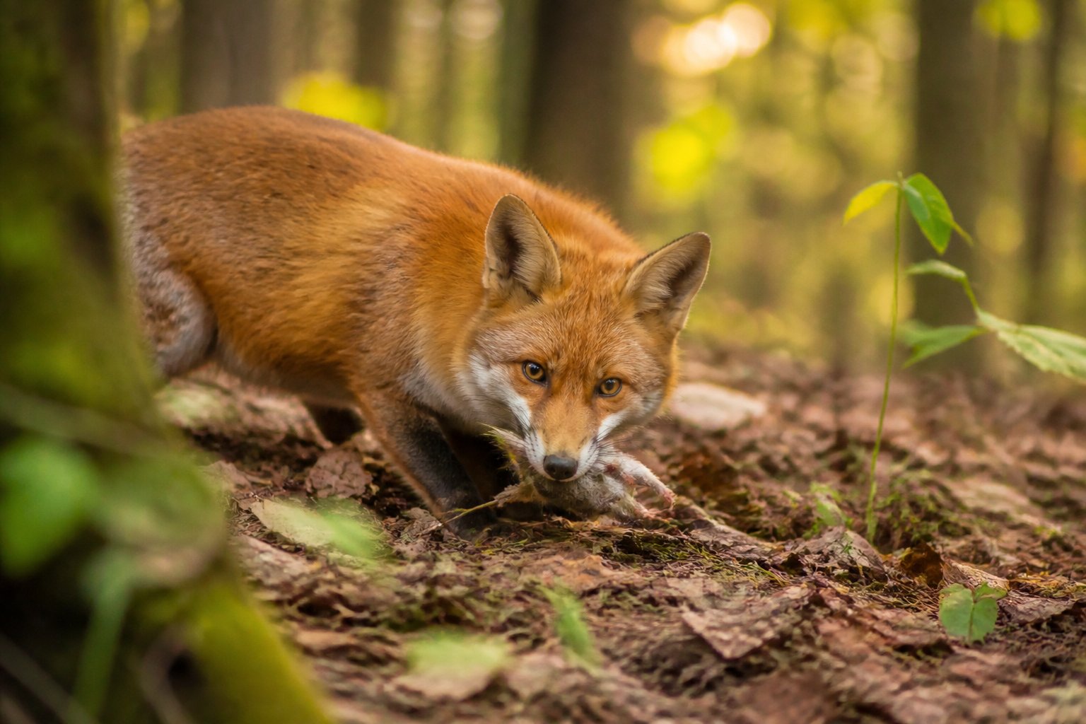 A red fox eating prey on a forest floor surrounded by leaves and plants.