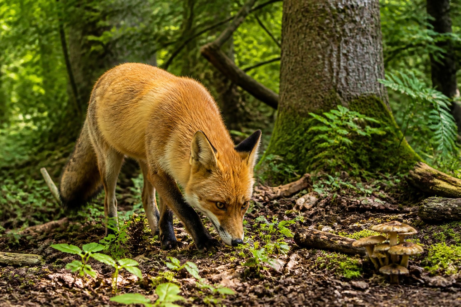 A red fox sniffing the forest floor among leaves and plants in a wooded area.