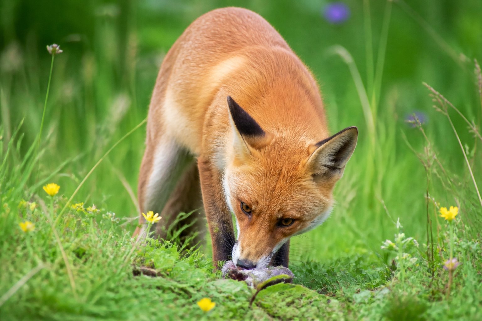 A red fox in a forest clearing eating food on the ground surrounded by grass and wildflowers.