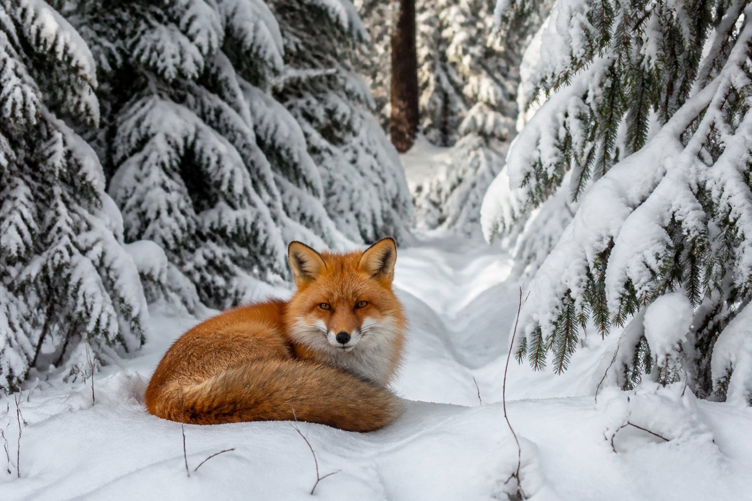 A red fox resting in a snowy forest surrounded by snow-covered evergreen trees.