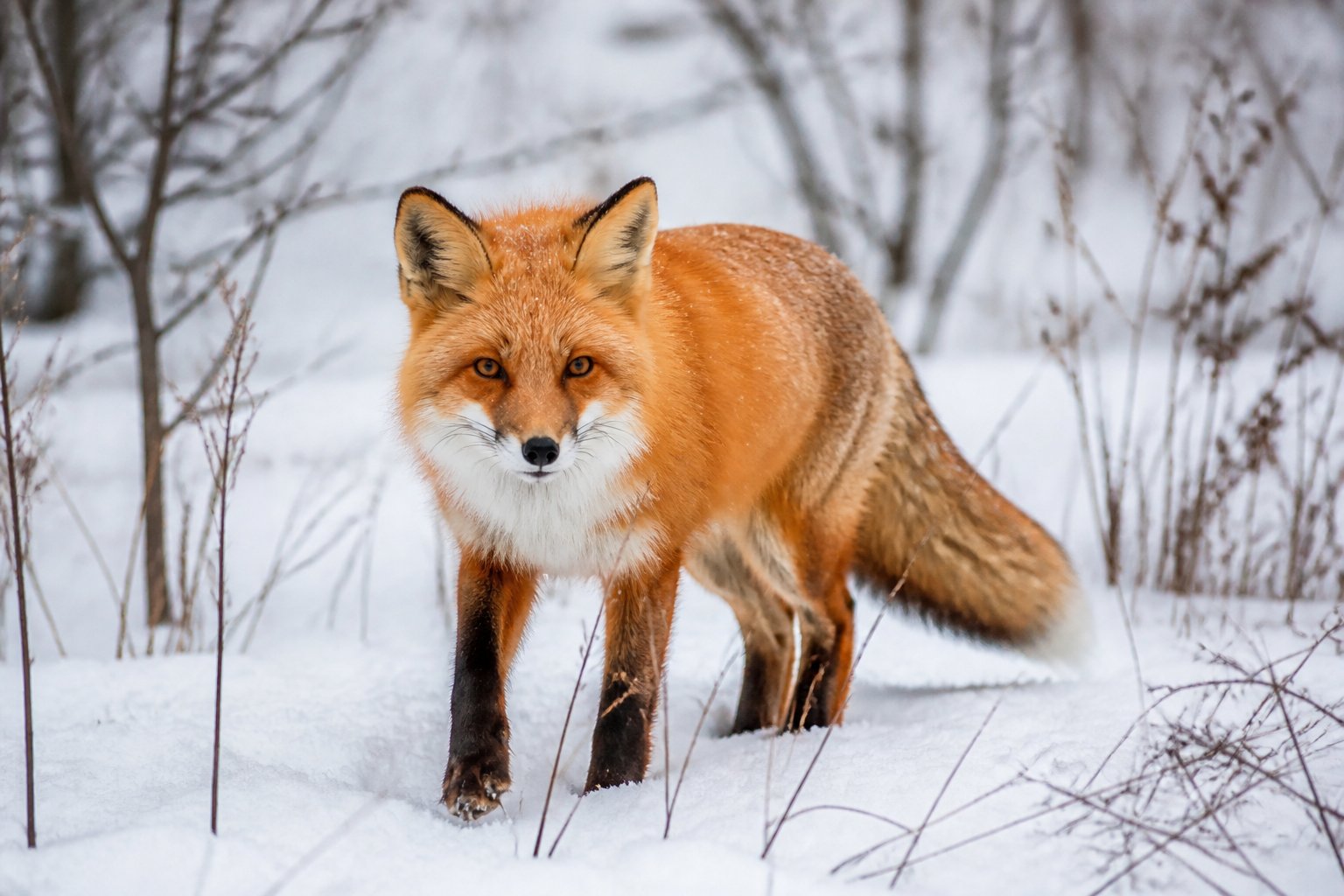 A red fox standing on snow-covered ground in a winter forest with bare trees and sparse vegetation.