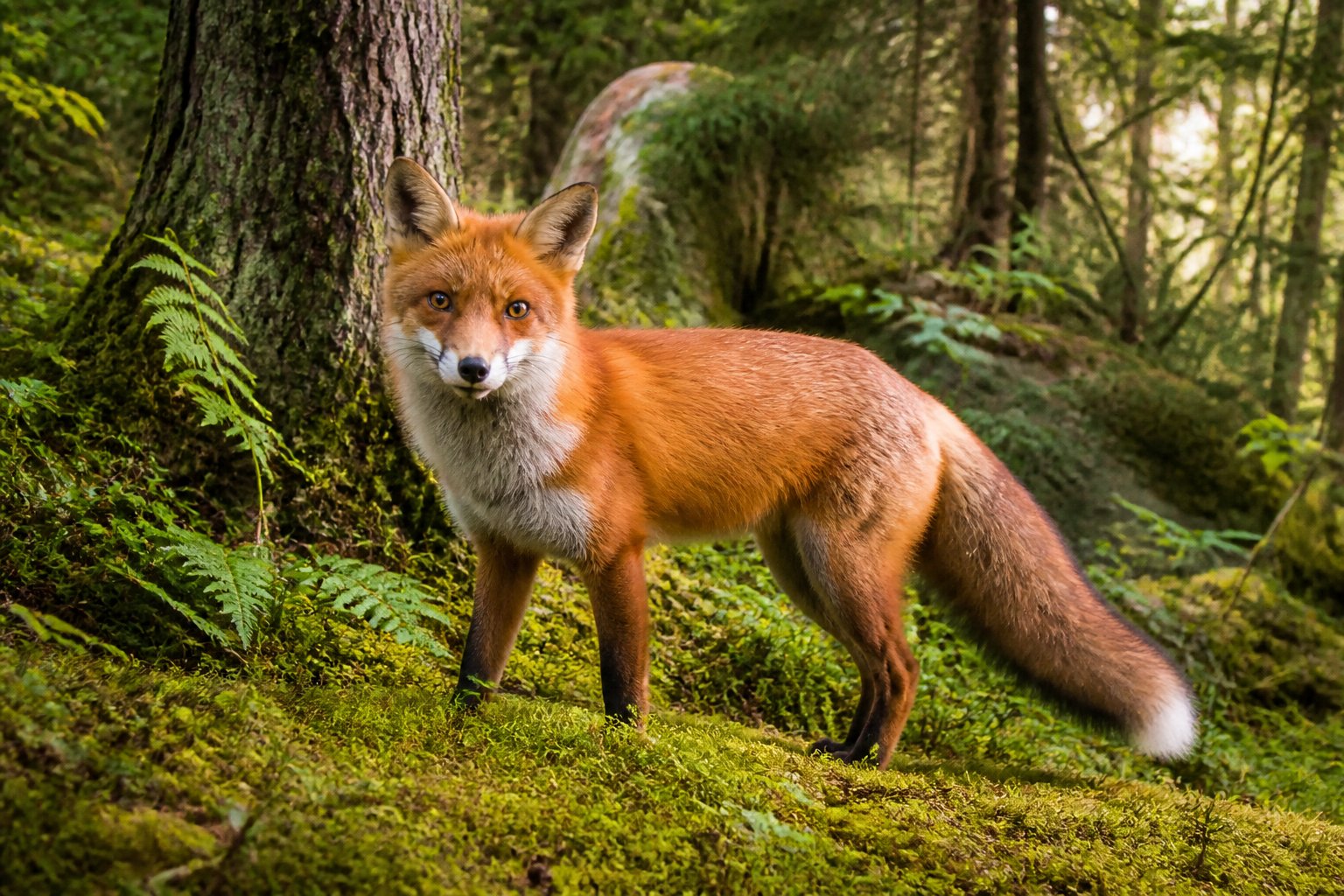 A red fox standing on a green forest floor surrounded by trees and bushes.