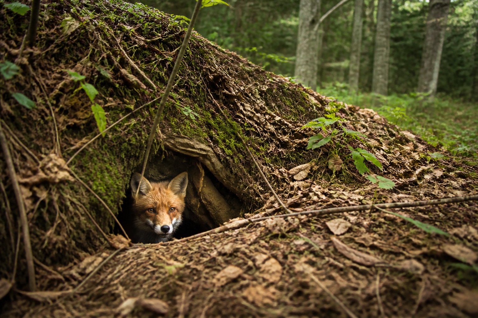 A red fox peeking out from the entrance of its den in a forest surrounded by leaves and trees.