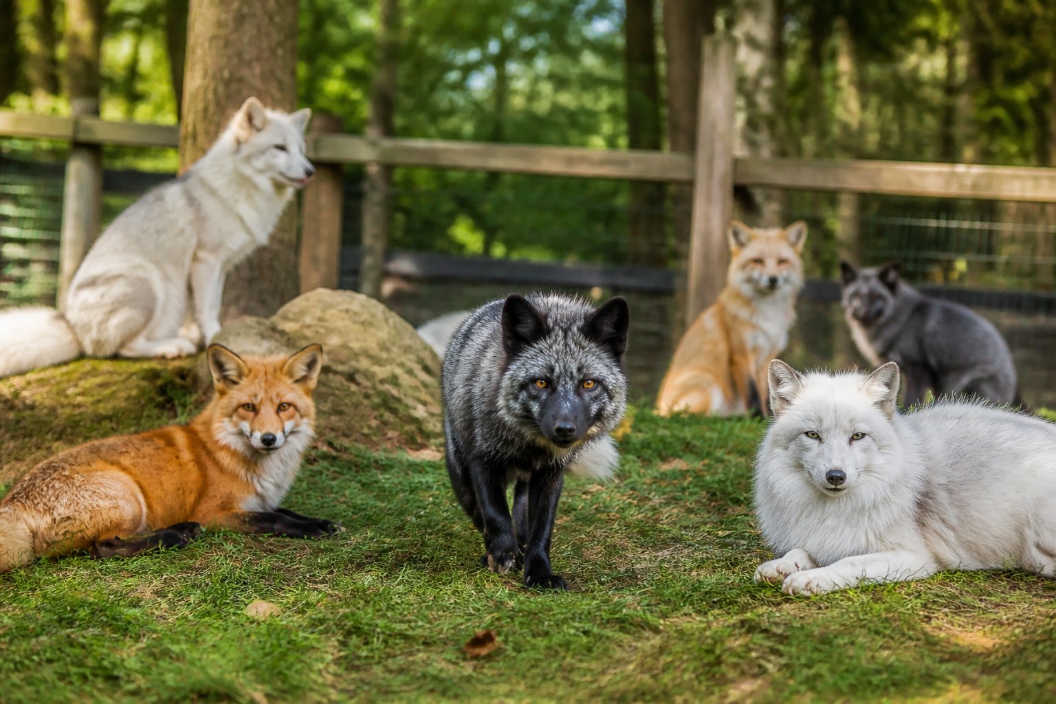 Several calm foxes resting and interacting in a grassy farm enclosure surrounded by wooden fencing and trees.