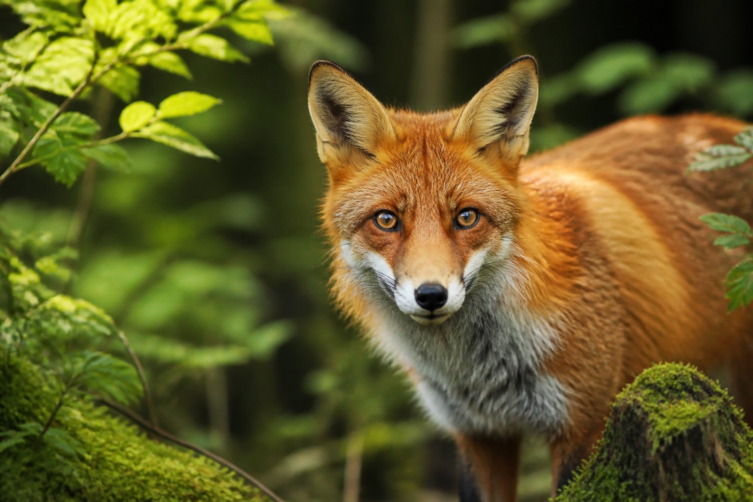 A close-up of a fox with bright eyes and a reddish-orange coat standing in a sunlit forest.