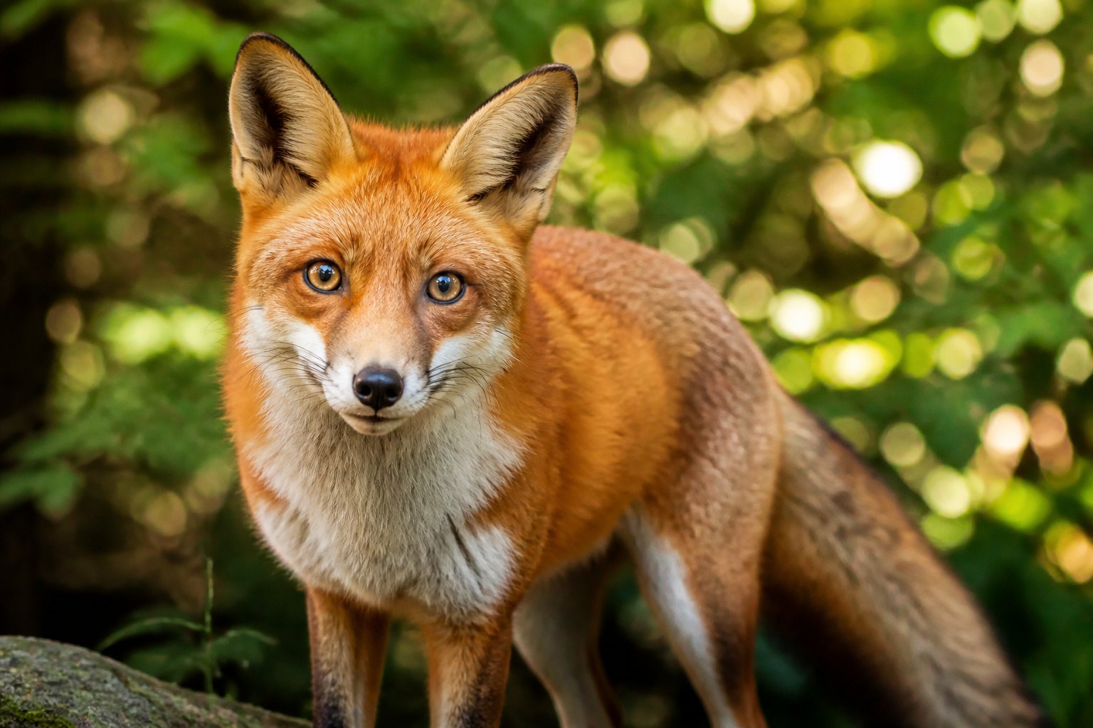 A close-up of a red fox looking directly ahead in a forest with green foliage and sunlight in the background.