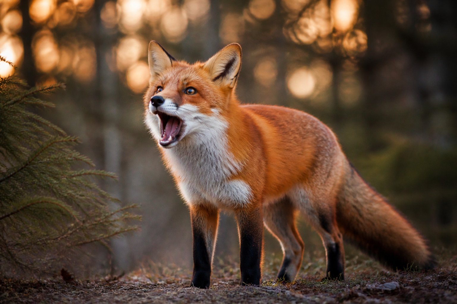 A red fox standing in a forest with its mouth open as if barking during twilight.
