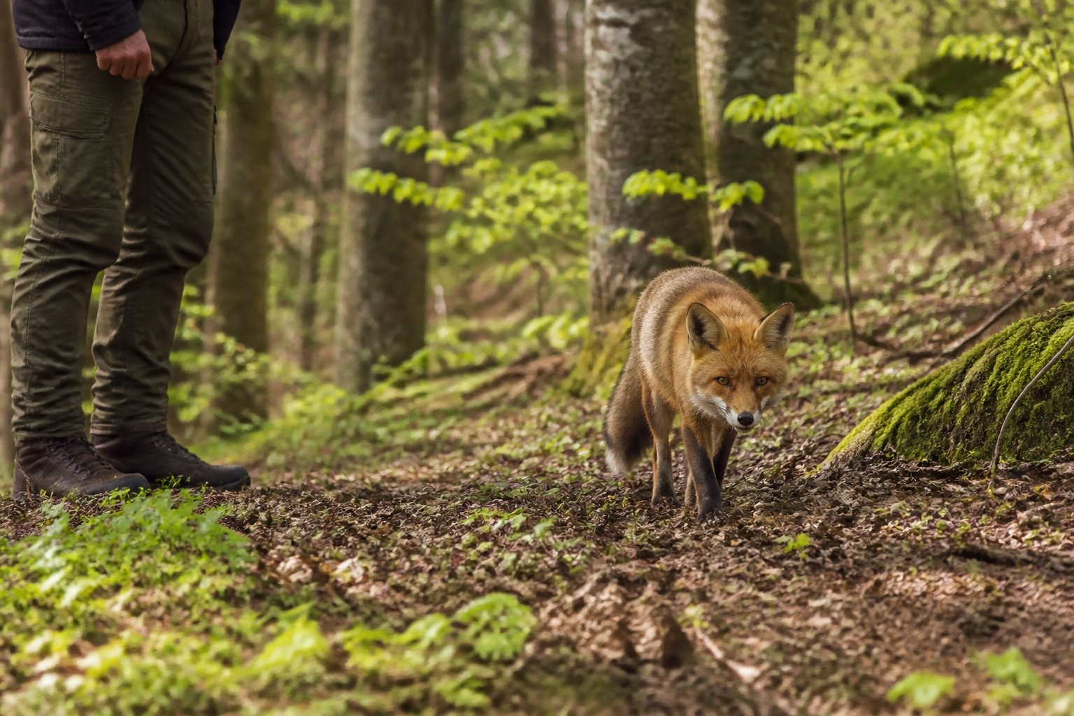 A wild fox walking through a forest with a person standing nearby at a distance, observing quietly.
