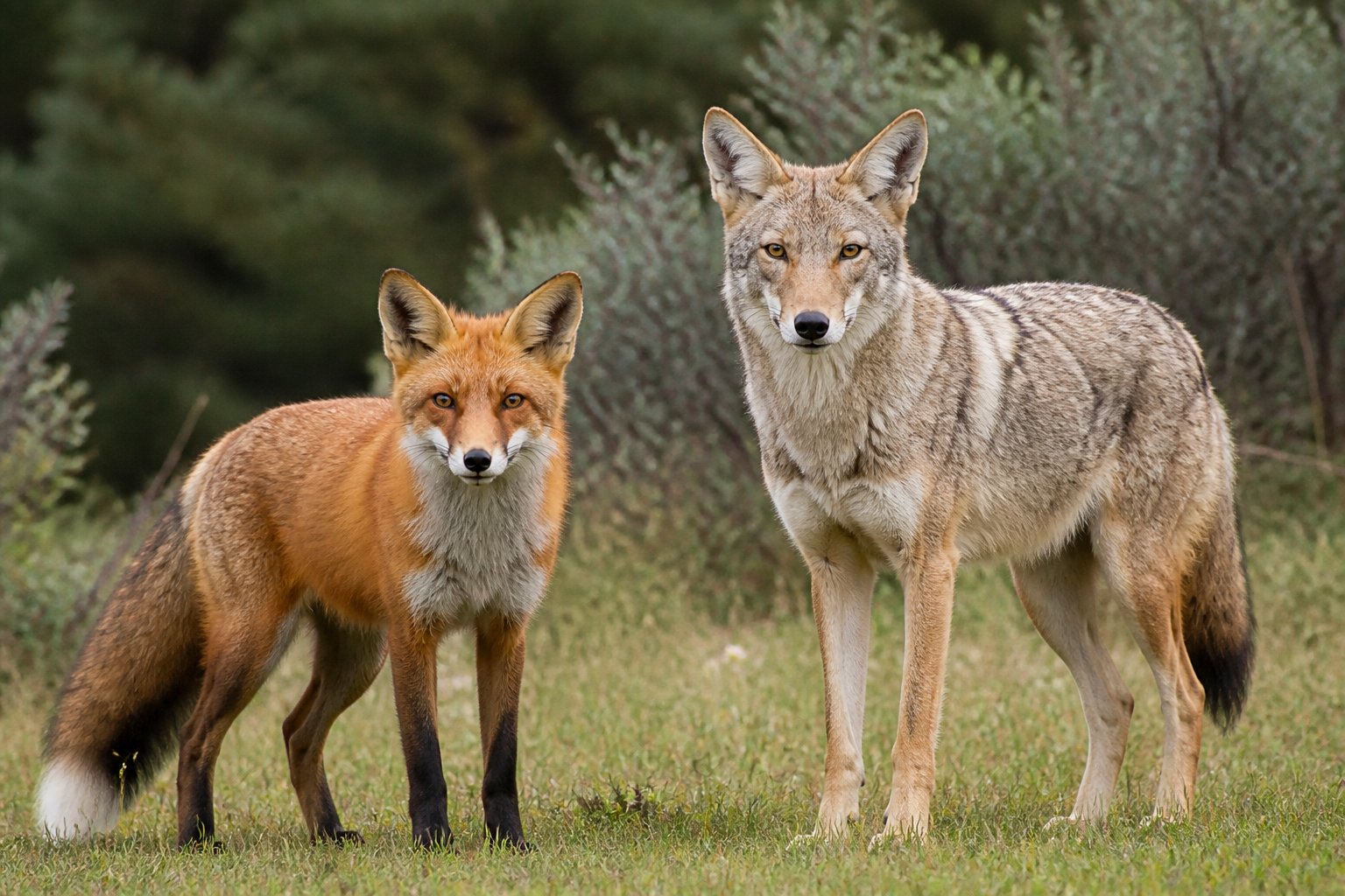 A red fox and a coyote standing side by side outdoors on grass with trees in the background.