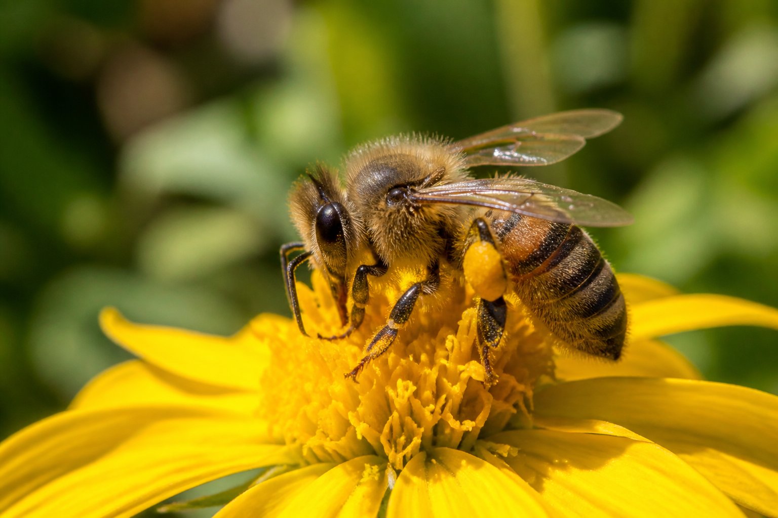 A honeybee collecting nectar from a yellow flower in a natural outdoor setting.