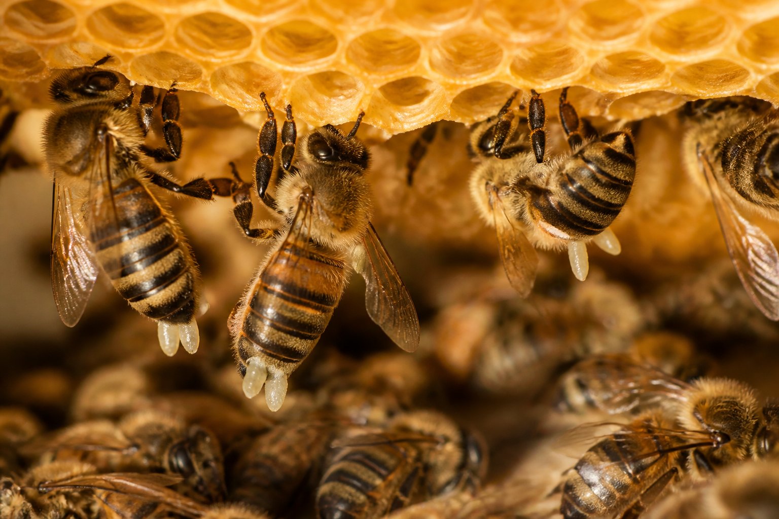 Close-up of honeybees producing wax and building honeycomb inside a beehive.