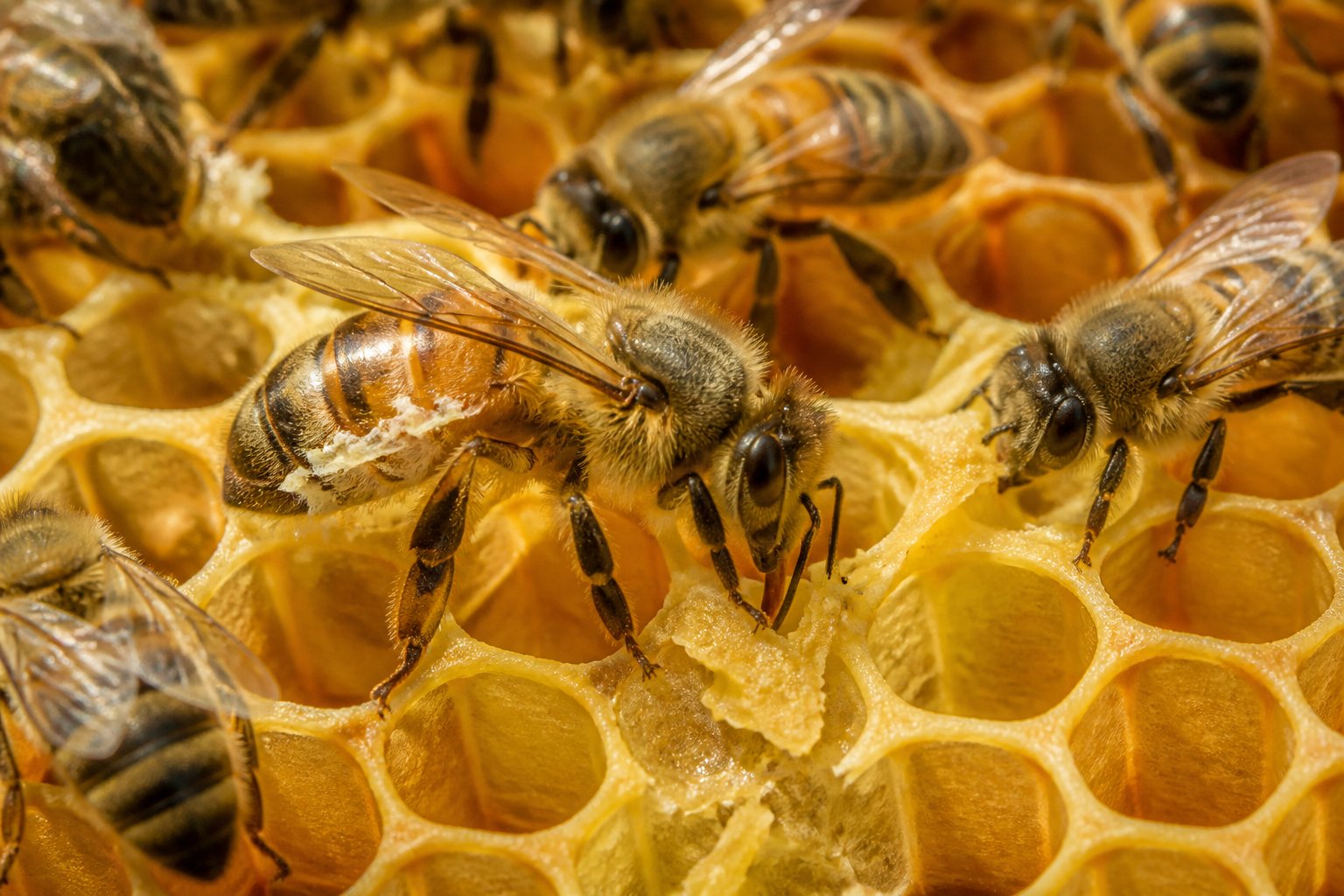 Close-up of bees inside a honeycomb hive with beeswax and honeycomb cells.