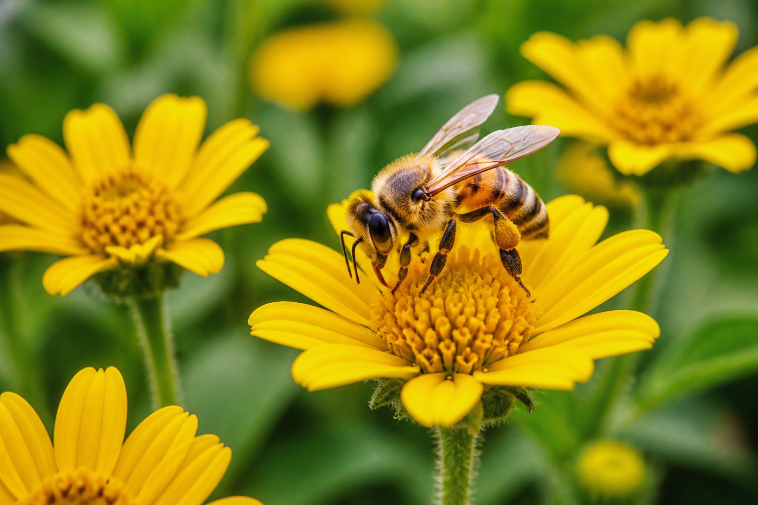 A honeybee collecting nectar from a yellow flower with green foliage in the background.