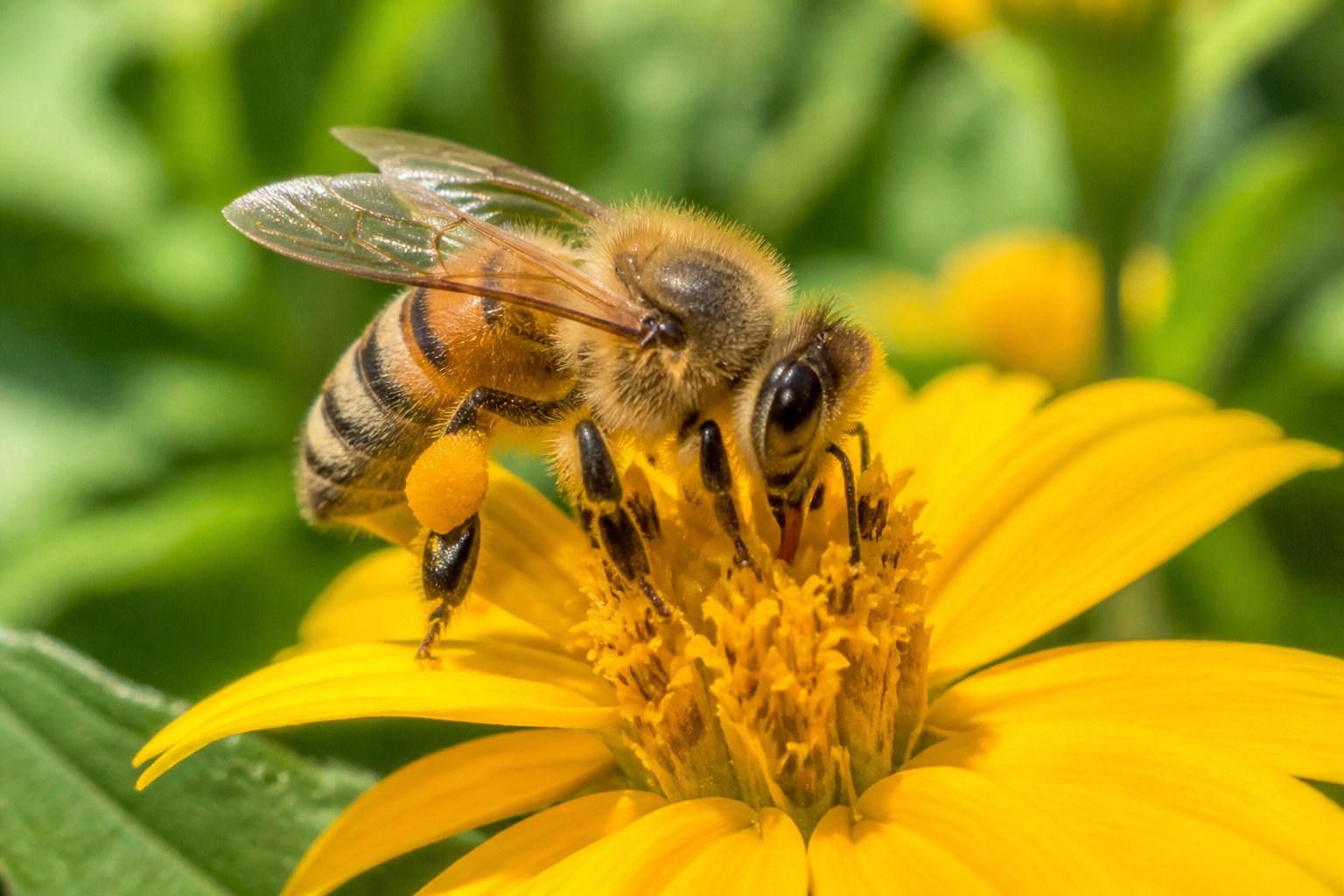 A honeybee collecting pollen on a yellow flower in a green outdoor environment.