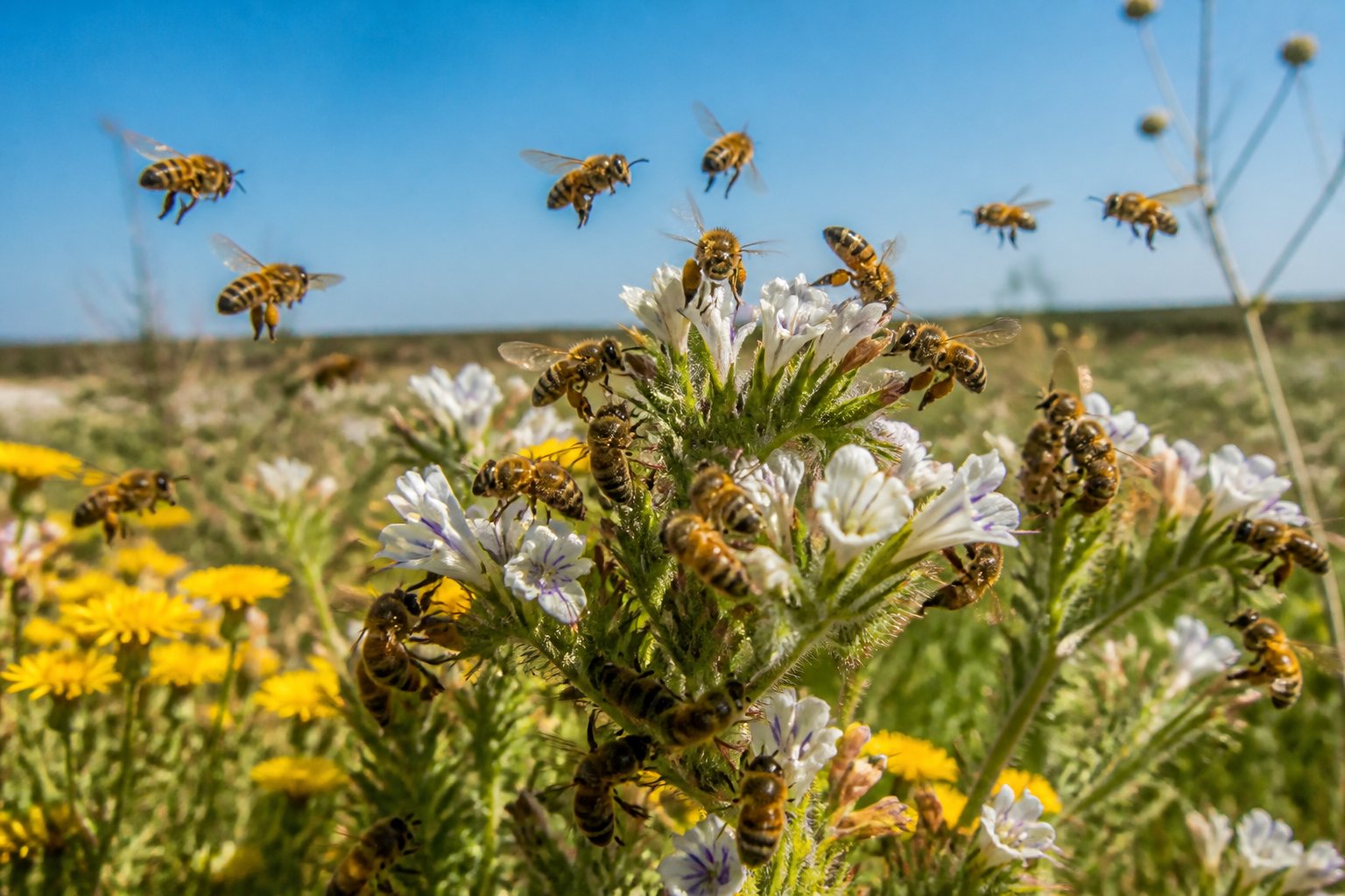 A cluster of honeybees swarming around blooming wildflowers in a sunlit meadow with a blurred natural landscape in the background.